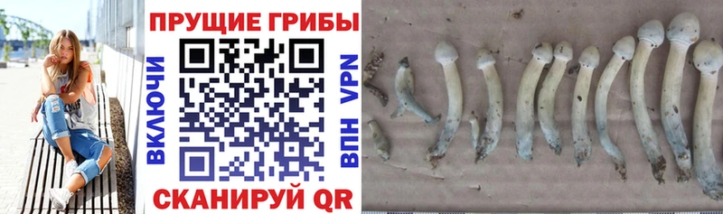 Псилоцибиновые грибы мухоморы  Аксай 